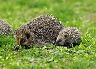Hérissons menacés d'extinction en France : pour les protéger, des solutions existent comme la localisation satellite !