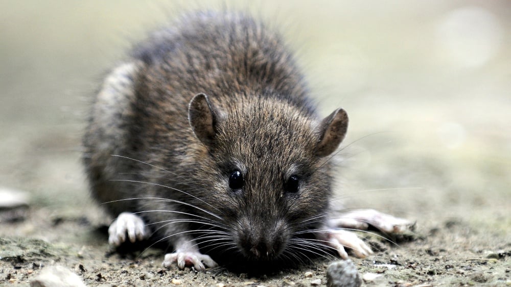 Une femme retrouve une dent dans son pain à Marseille, probablement celle d'un rat