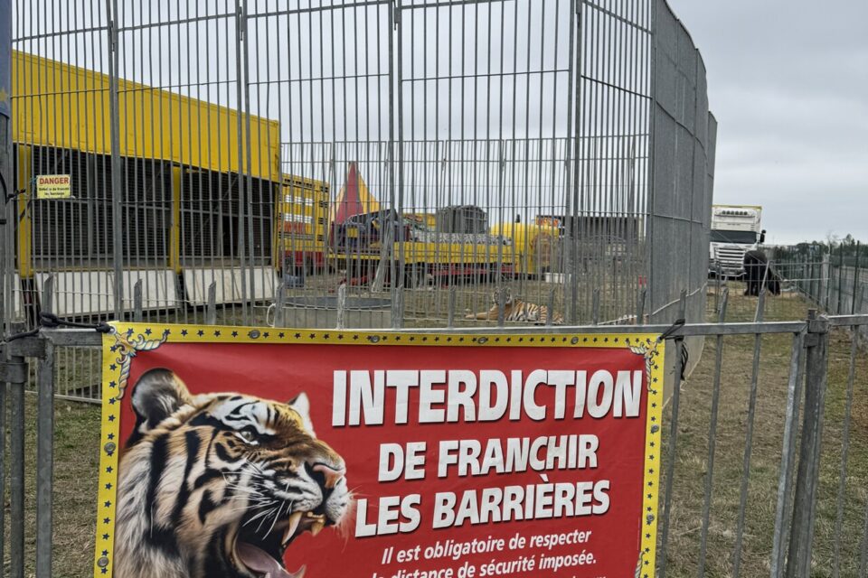 Les tigres ont été installés dans une cage au bord de la route. Les passants s'arrêtent et viennent prendre les animaux en photo, parfois en famille.