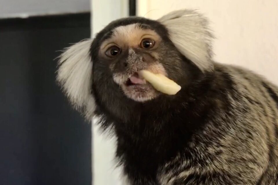 ouistitis parc phoenix nice