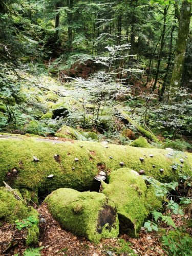 foret-vosges-champignon