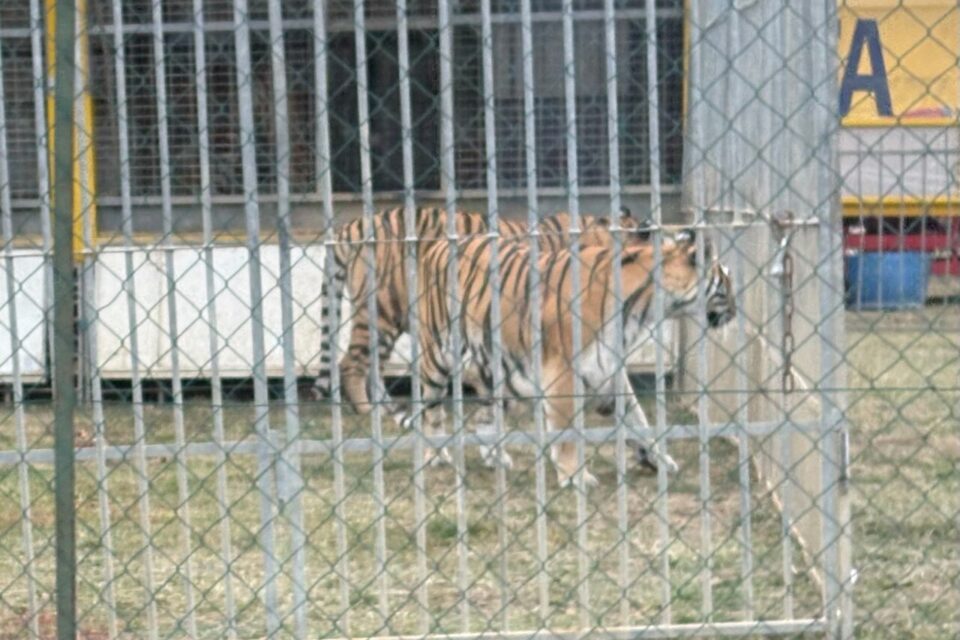 Un tigre en cage ce jeudi 8 octobre 2025.