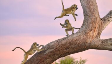 20 photos finalistes des Nikon Comedy Wildlife Awards 2025