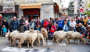 La Descente des alpages de retour à Grenoble ce week-end : tout ce qu’il faut savoir