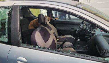 Enfermé depuis une semaine dans une voiture à Marseille, un chien déshydraté libéré par des policiers municipaux