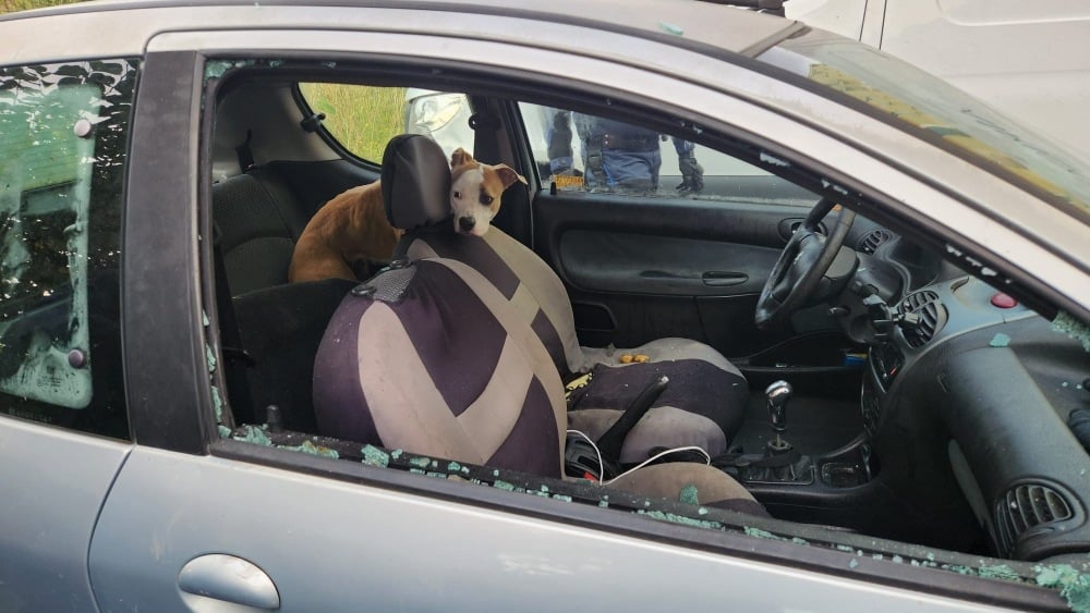 Enfermé depuis une semaine dans une voiture à Marseille, un chien déshydraté libéré par des policiers municipaux