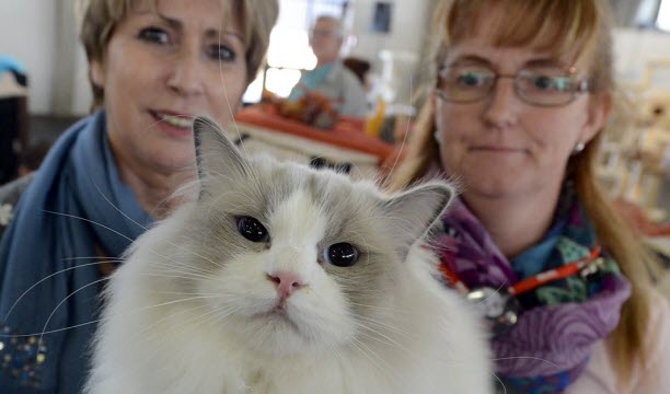 Le salle des boules de poils.
