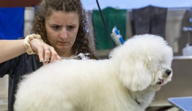 Les bichons maltais pomponnés par les meilleures apprenties de France à La Ciotat