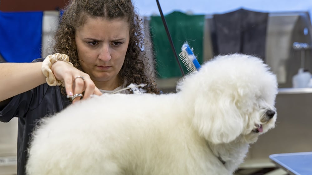 Les bichons maltais pomponnés par les meilleures apprenties de France à La Ciotat