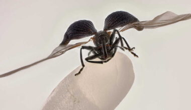 Les plus belles images du monde microscopique récompensées par Nikon