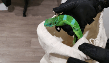 l'insolite trouvaille des douanes dans des chaussettes cachait un trafic à 20 milliards de dollars