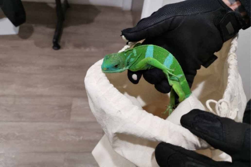 l'insolite trouvaille des douanes dans des chaussettes cachait un trafic à 20 milliards de dollars