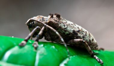 Les longicornes, des petites bêtes à découvrir en Île-de-France
