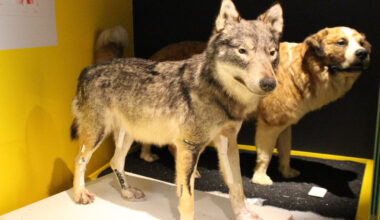 au Muséum de Toulouse cette exposition s'intéresse à la domestication