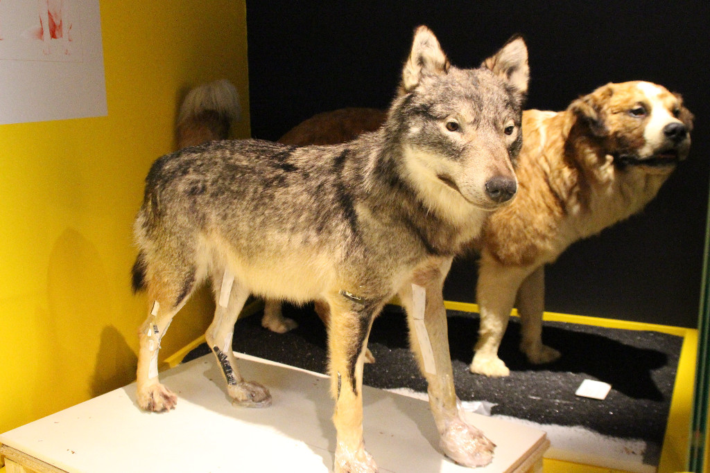 au Muséum de Toulouse cette exposition s'intéresse à la domestication