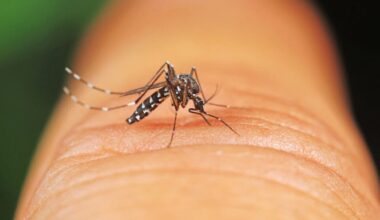 des œufs de moustique-tigre découverts dans deux quartiers de Rennes