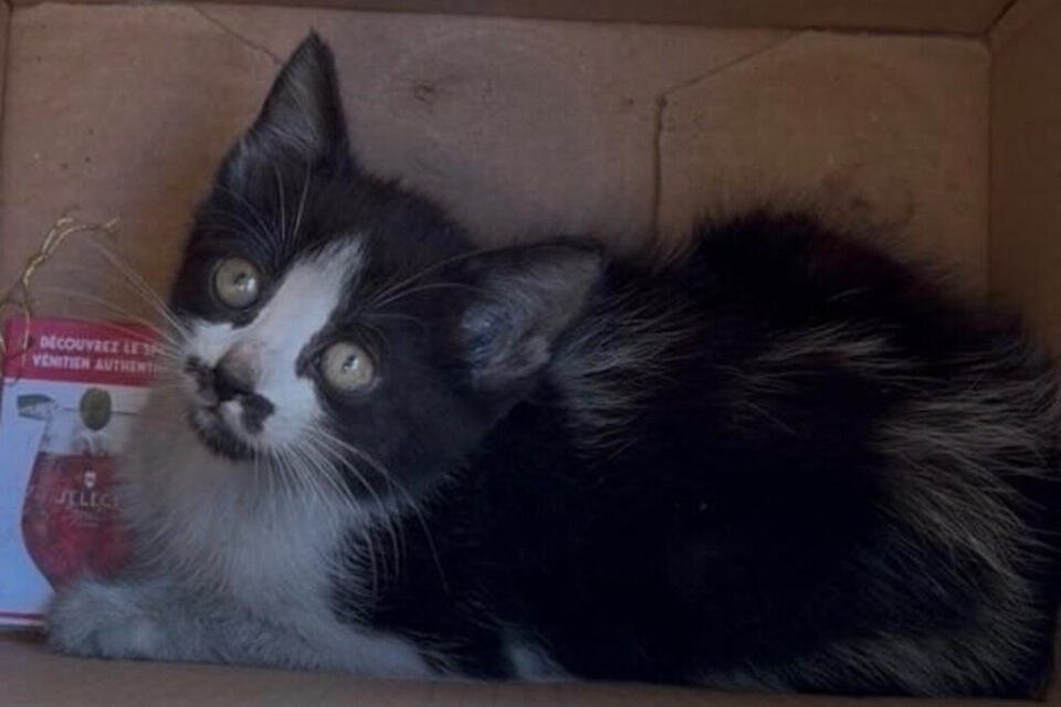 Le chaton secouru a été remis à la société Chenil Service.