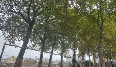 Pourquoi des arbres vont être abattus dans cette rue de l'île de Nantes ?