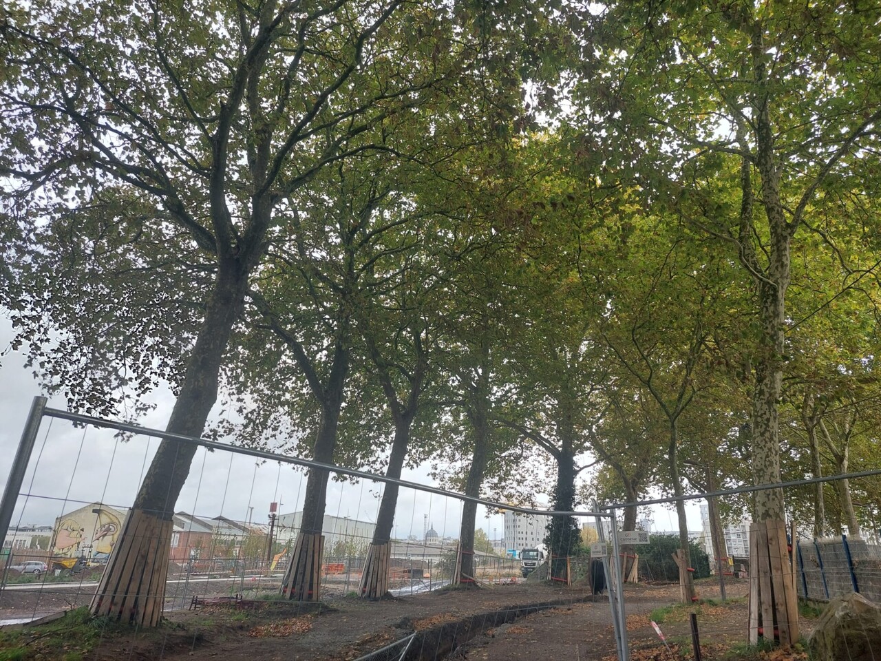 Pourquoi des arbres vont être abattus dans cette rue de l'île de Nantes ?