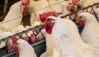 Noël sans foie gras ni dinde à cause de la grippe aviaire cette année ?