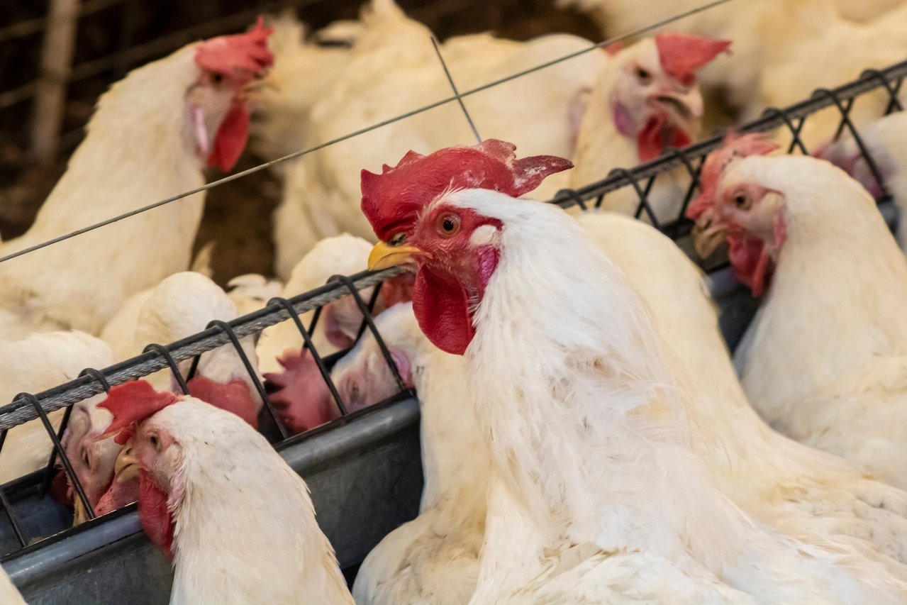 Noël sans foie gras ni dinde à cause de la grippe aviaire cette année ?