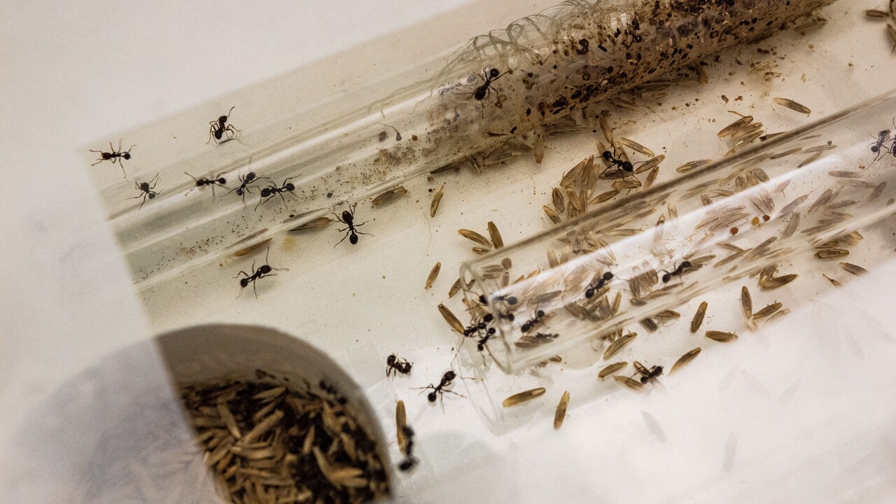 une découverte déroutante dans le monde des fourmis