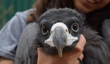 Près de Lyon. Cet animal rare né en captivité va être relâché dans la nature