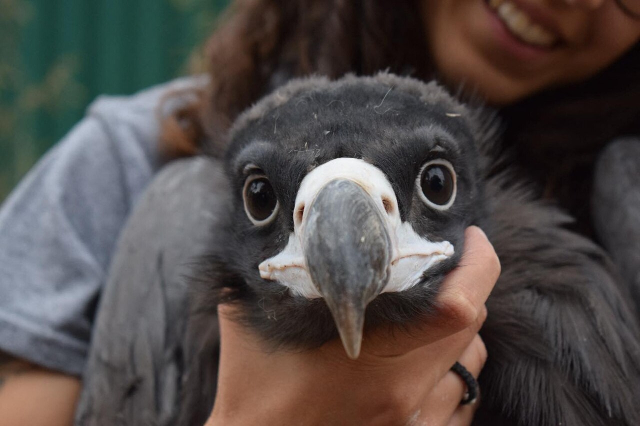 Près de Lyon. Cet animal rare né en captivité va être relâché dans la nature