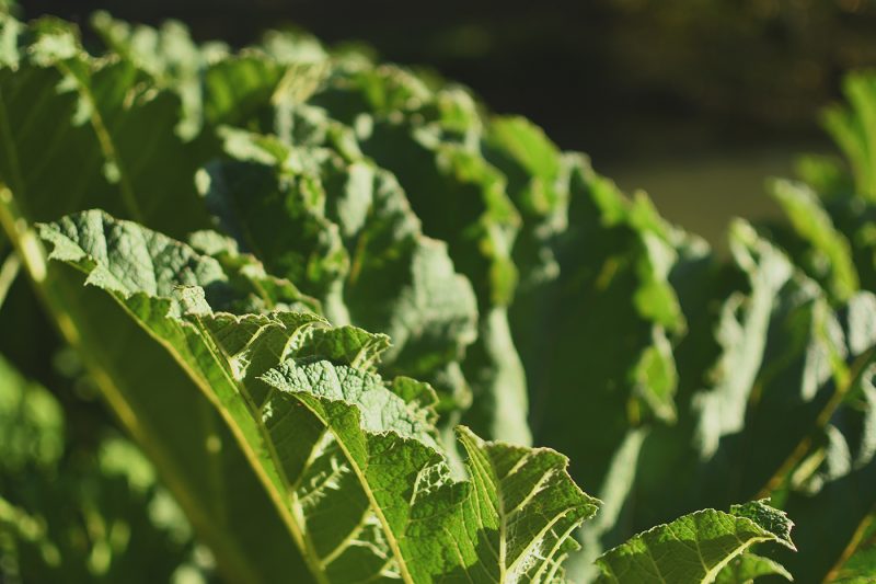 Parc Orangerie verdure végétal plantes nature (86)
