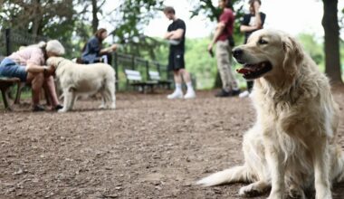 Strasbourg. Une nouvelle aire d’ébats pour chiens à Koenigshoffen