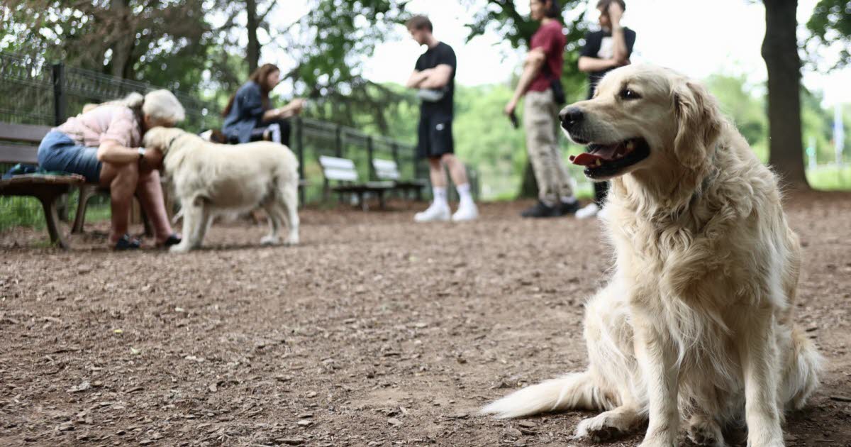 Strasbourg. Une nouvelle aire d’ébats pour chiens à Koenigshoffen