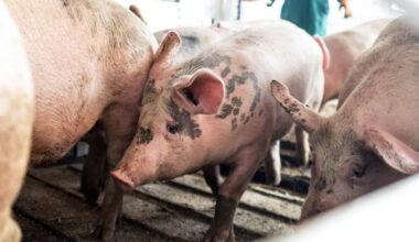 Guerre en Ukraine. Un élevage touché par une attaque de drone russe, 13 000 cochons tués