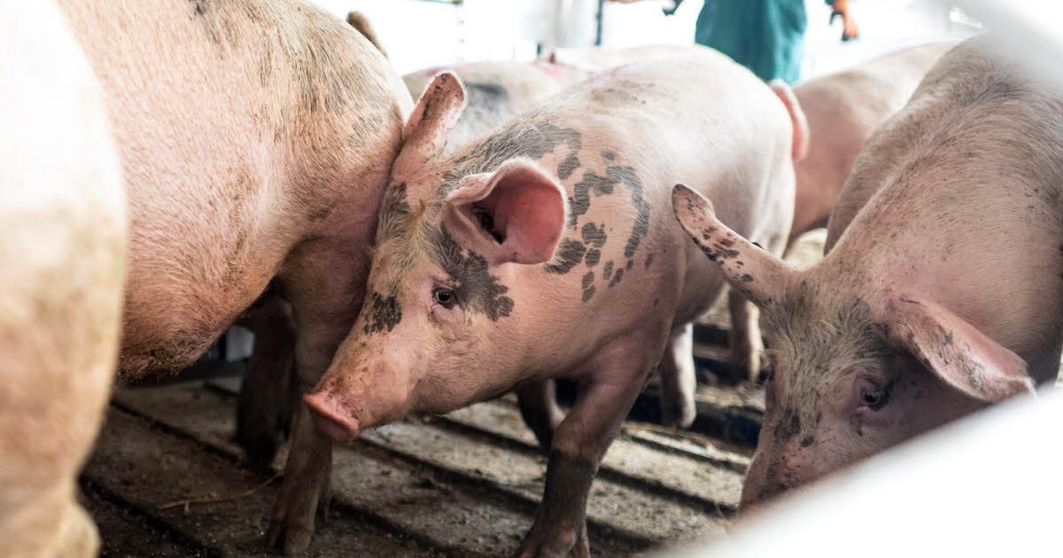 Guerre en Ukraine. Un élevage touché par une attaque de drone russe, 13 000 cochons tués