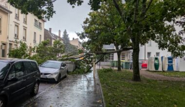une chute de branche barre la circulation devant le tribunal