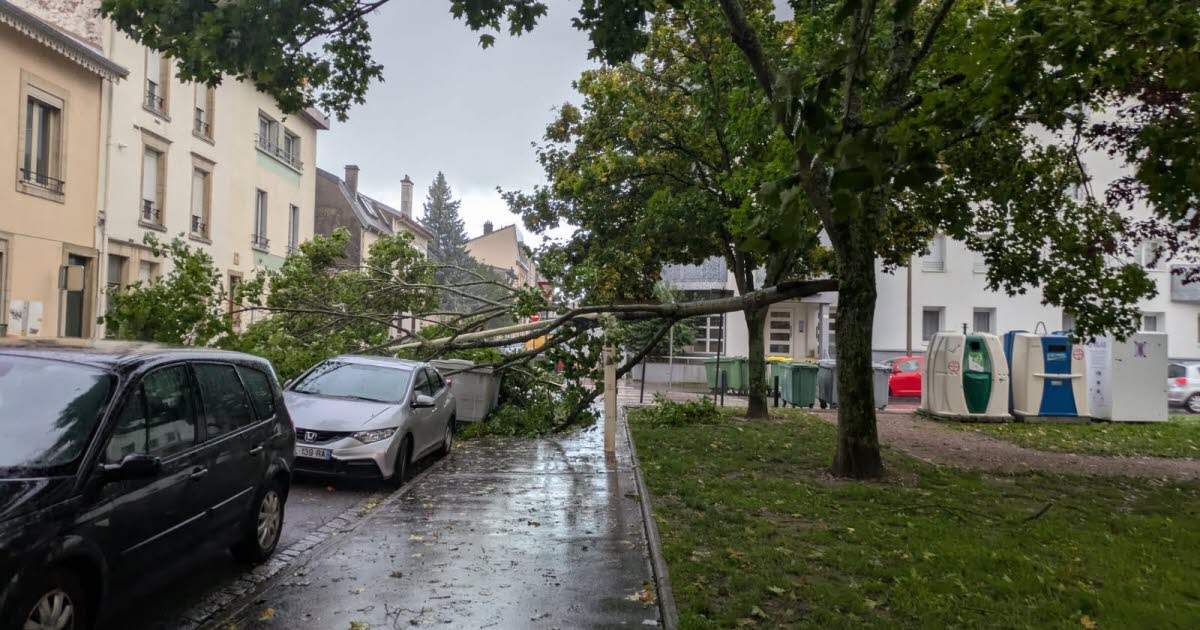 une chute de branche barre la circulation devant le tribunal