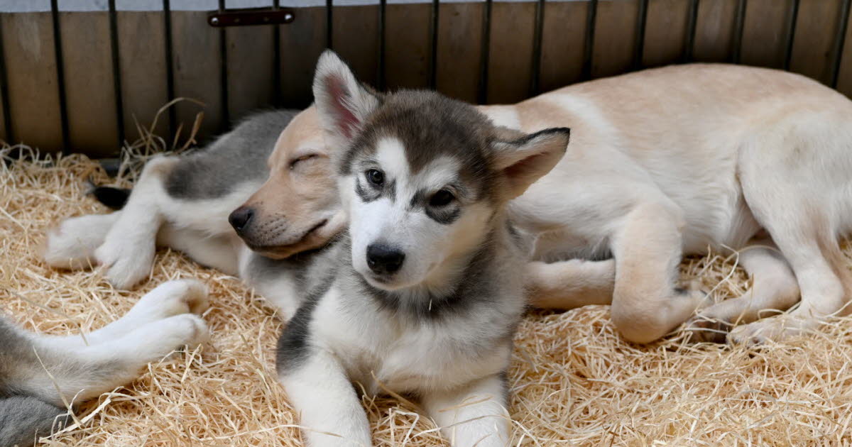 la contestation monte contre le salon du chiot à Saint-Étienne