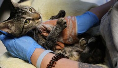 en difficulté, ERA rêve de dons pour son anniversaire