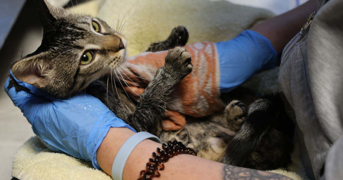 en difficulté, ERA rêve de dons pour son anniversaire