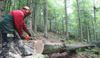 Vosges. Un bûcheron héliporté à Nancy après avoir été blessé lors de l’abattage d’un arbre à Fontenoy-le-Château