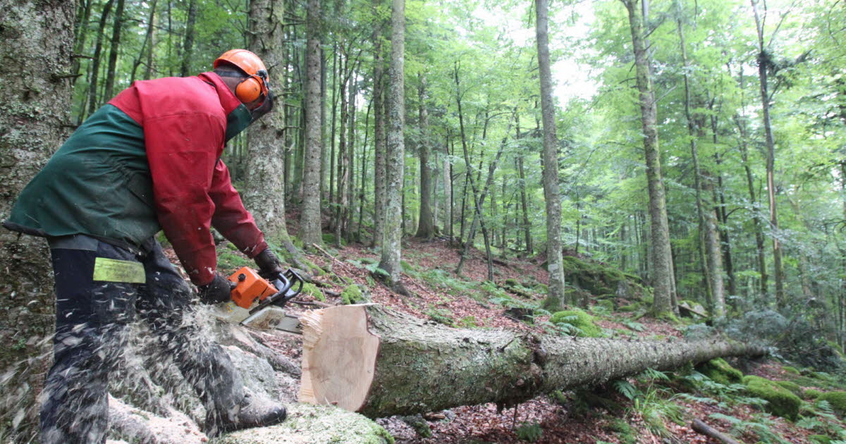 Vosges. Un bûcheron héliporté à Nancy après avoir été blessé lors de l’abattage d’un arbre à Fontenoy-le-Château