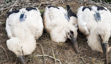 Métropole de Lyon. Avez-vous vu Frankie à Corbas ? La marraine de cette cigogne allemande lance un appel à témoins