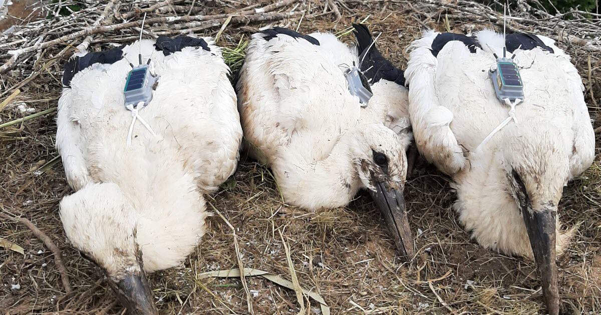 Métropole de Lyon. Avez-vous vu Frankie à Corbas ? La marraine de cette cigogne allemande lance un appel à témoins