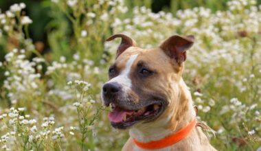 la chienne Maya, bientôt 9 ans, cherche un environnement serein et une famille où s’épanouir