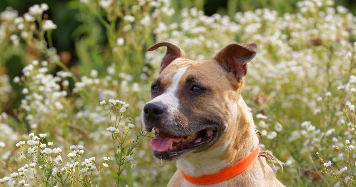la chienne Maya, bientôt 9 ans, cherche un environnement serein et une famille où s’épanouir