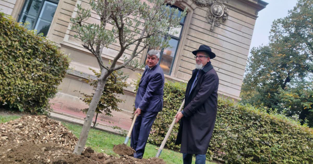 Lyon. Un olivier, symbole de paix, a été planté ce jeudi 9 octobre dans la cour d’honneur du Département, ...