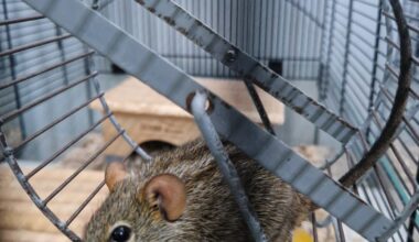 comment les souris sauvages se parlent entre elles