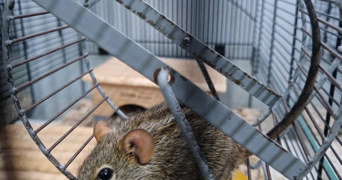 comment les souris sauvages se parlent entre elles