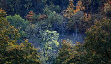 « Humeurs d’automne » par Philipe Trias