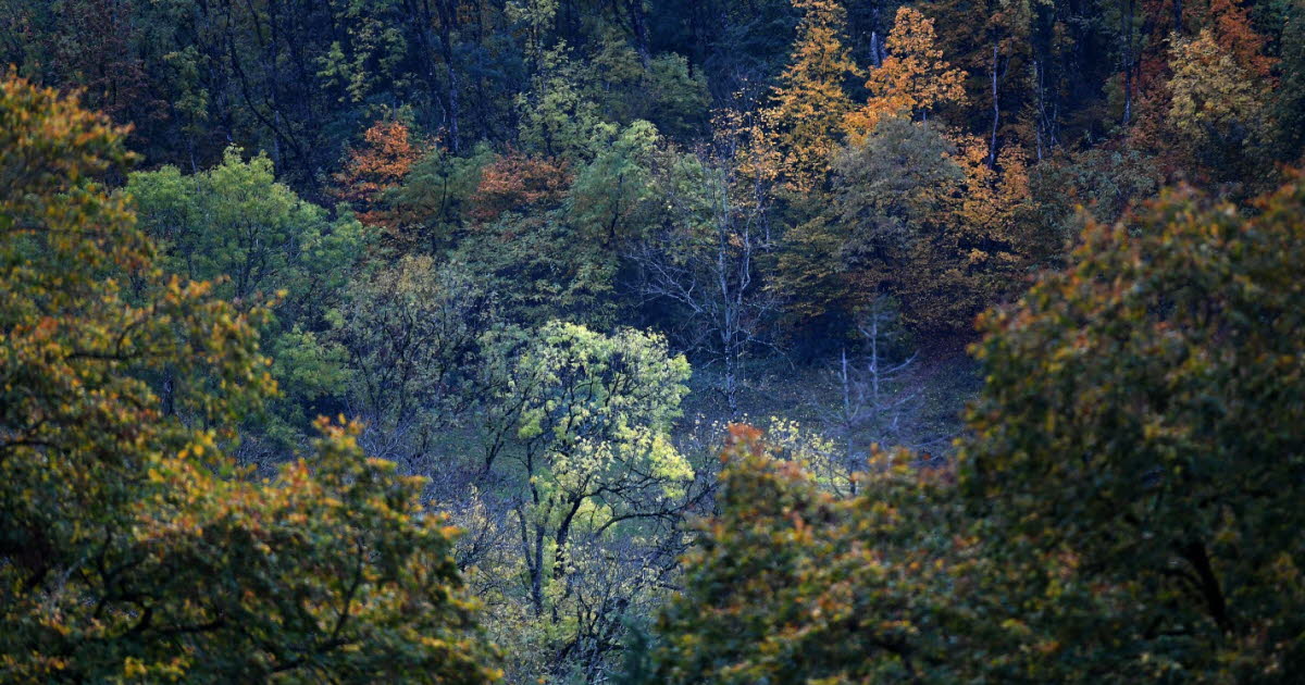 « Humeurs d’automne » par Philipe Trias
