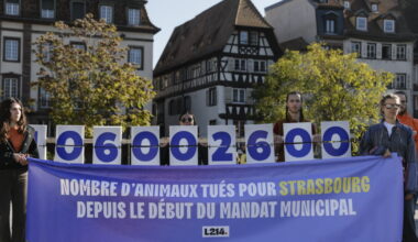 Strasbourg. « 106 millions d’animaux » dans nos assiettes : une association interpelle les élus